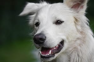 dog, domestic animal, animal, head, white dog, mammal, nature, pet, furry, cute, domestic
