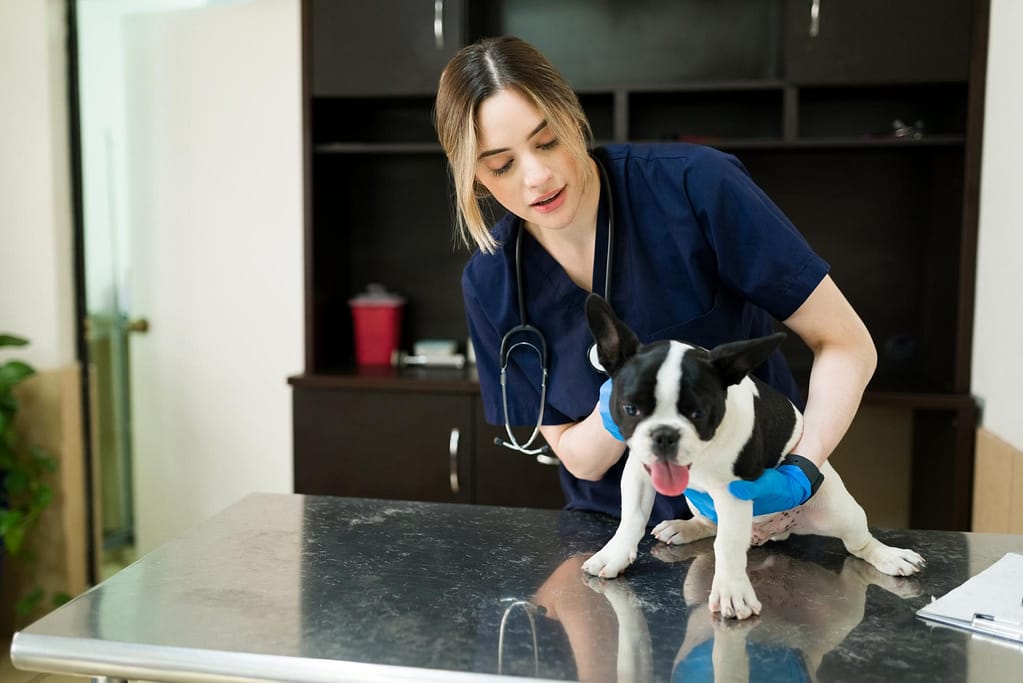  California vet examining a dog

