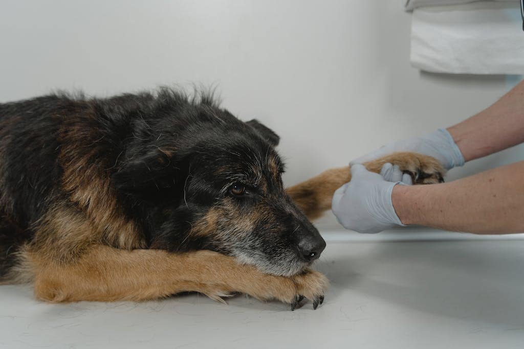  Dog with a leg cast resting at home after surgery for an accident

