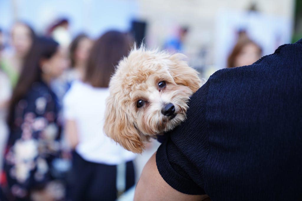 Pet insurance cost chart by breed and provider (USA 2025)"