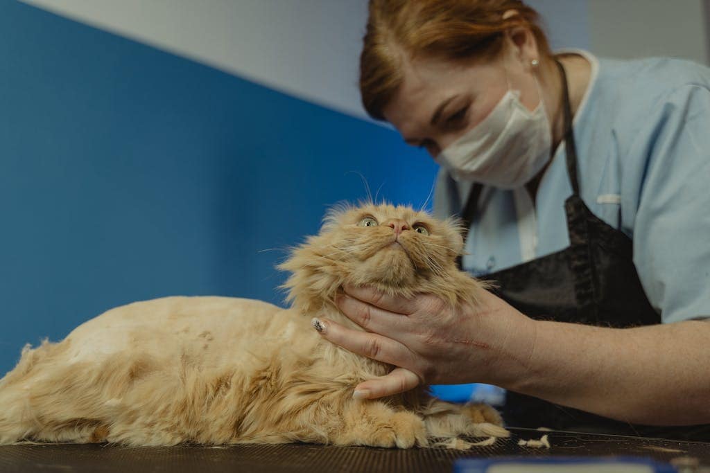 Cat being examined by a vet – choosing the right pet insurance for cats in 2025