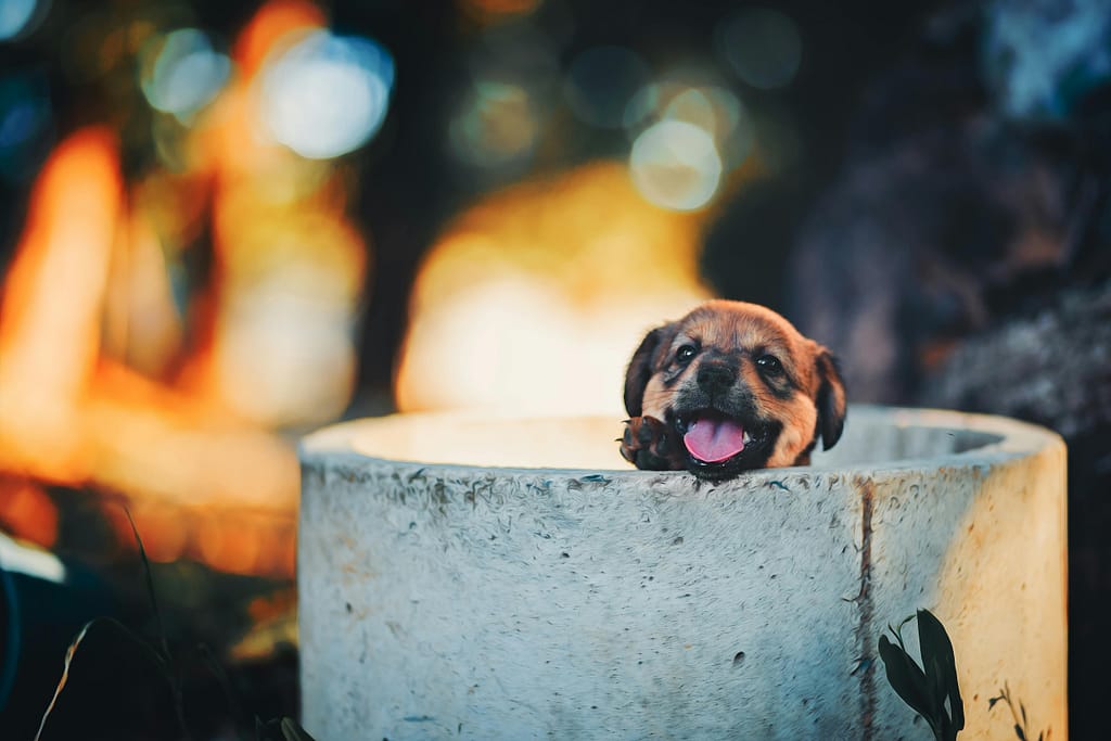 A cute puppy peeks out of a bucket, showcasing joy in a vibrant outdoor setting.