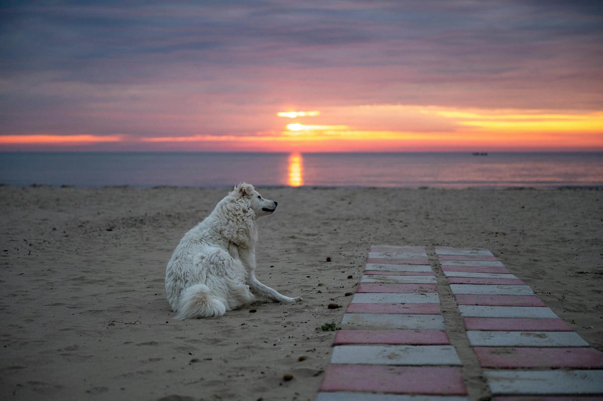 "Dog owner comparing pet insurance plans on laptop"
