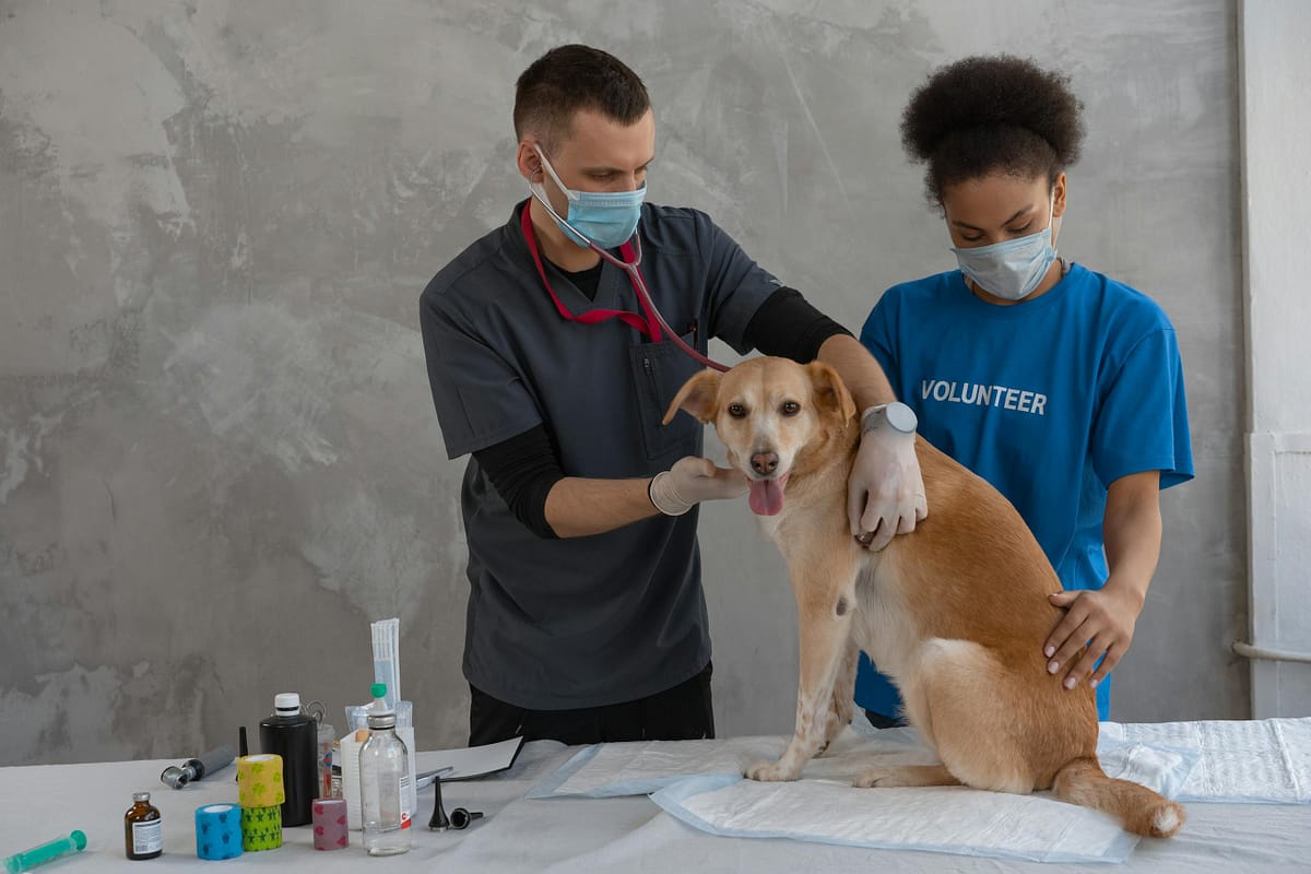 Dog at veterinarian clinic for treatment
