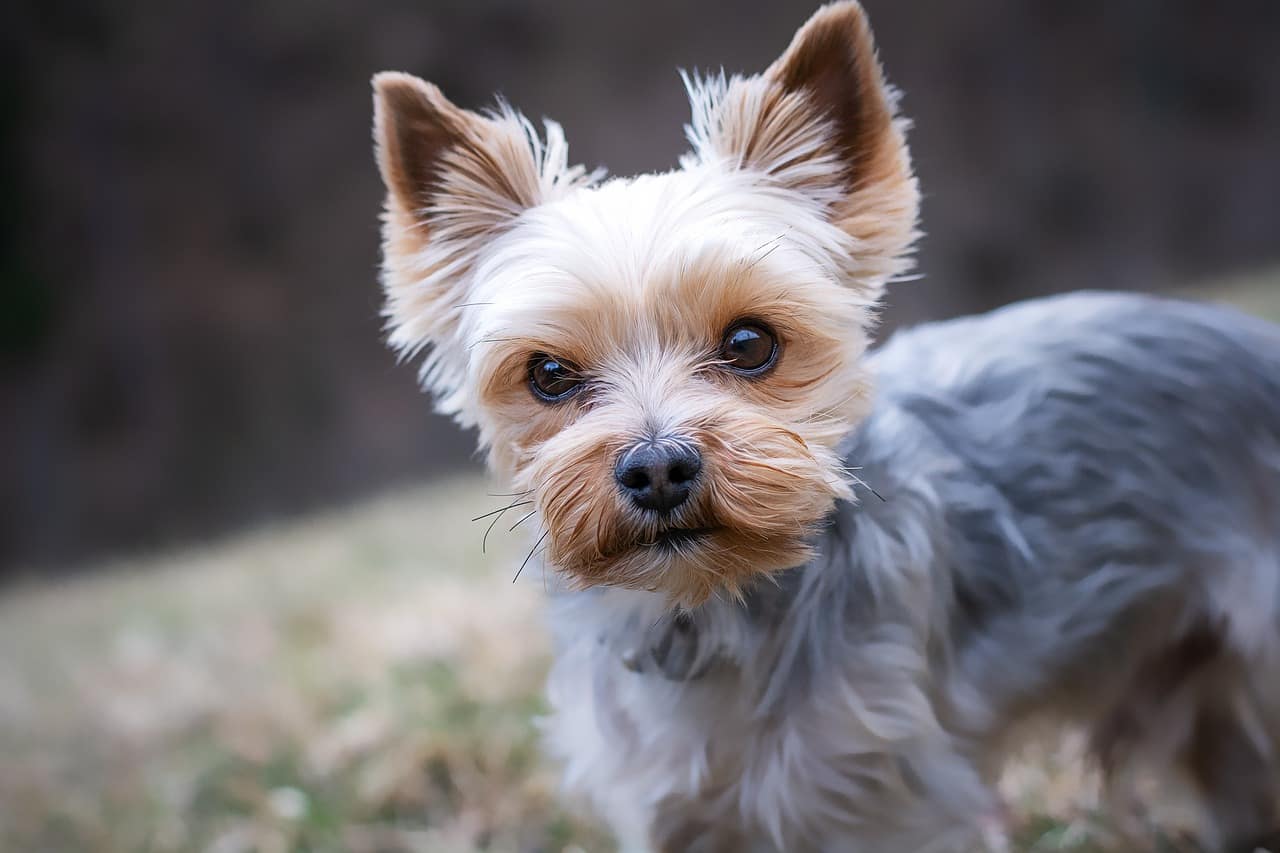 yorkshire terrier, dog, pet, yorkie, small dog, animal, domestic dog, purebred dog, canine, nature, mammal, cute, closeup, animal portrait