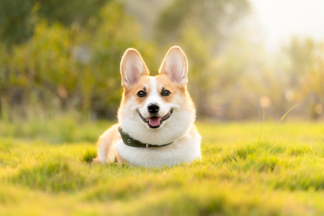 dog, pet, corgi, cute, nature, animal
