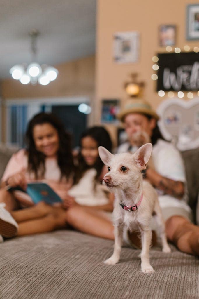 "Modern pet family treating dog like a child"