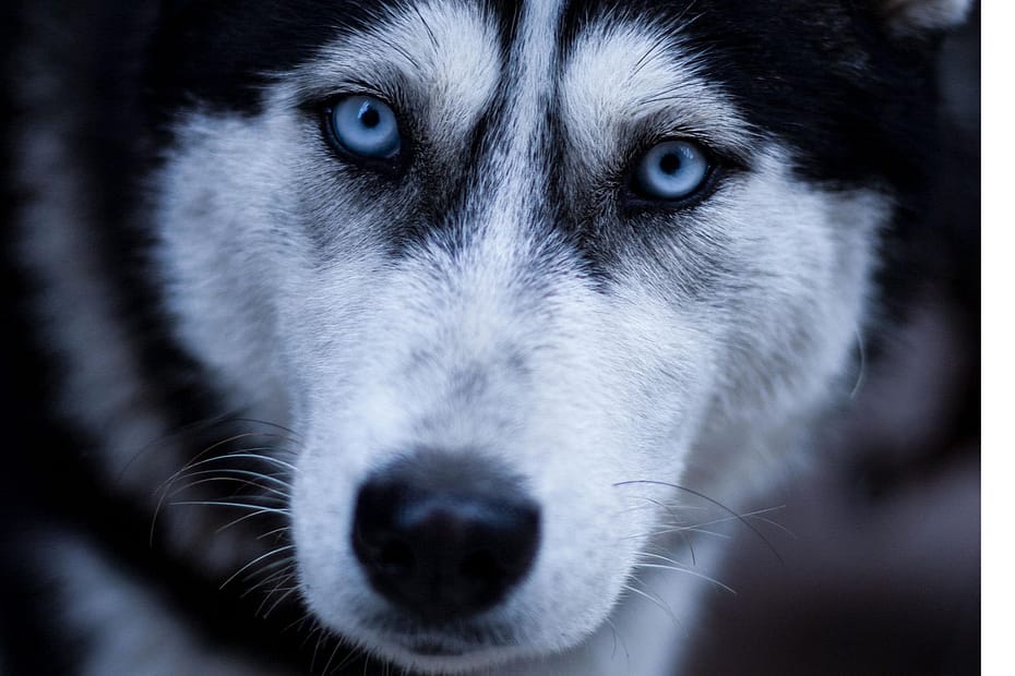 Golden Retriever sitting on a vet table with a loving pet parent – symbolizing the need for pet insurance in 2025
