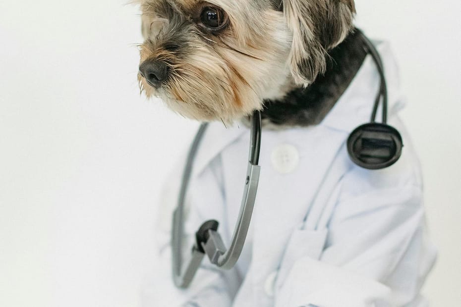 How Much Does Pet Insurance Cover? (2025 Breakdown)