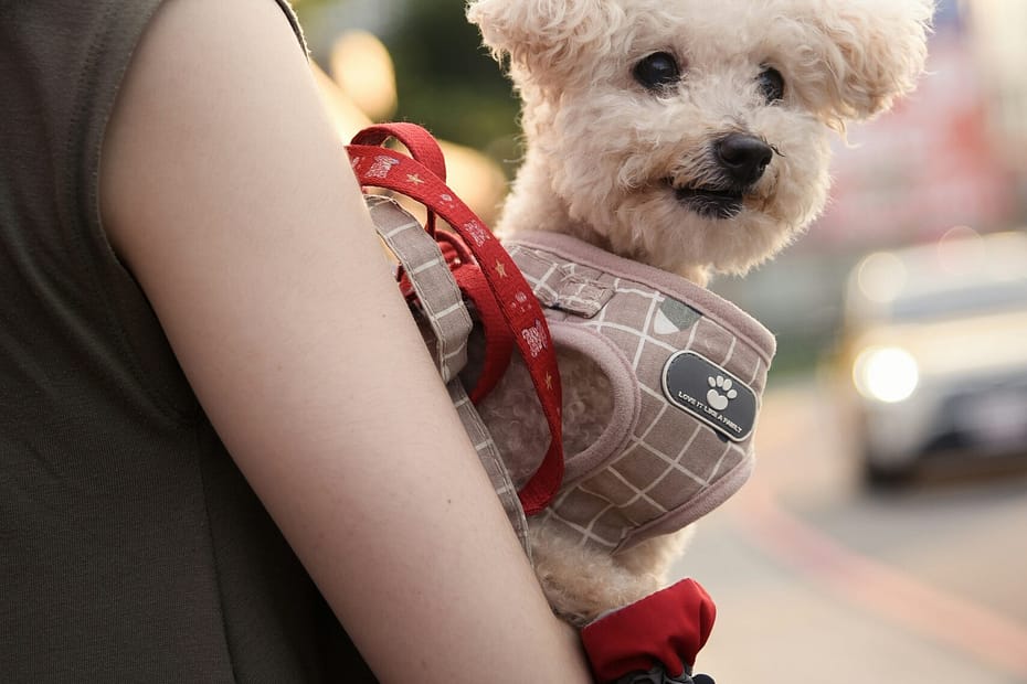 Happy dog covered by pet insurance in 2025