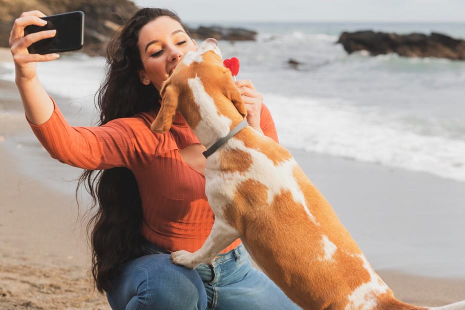 Golden Retriever at a sunny California beach