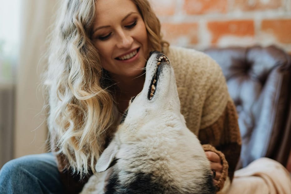 Dog during checkup – how to get a pet insurance quote online