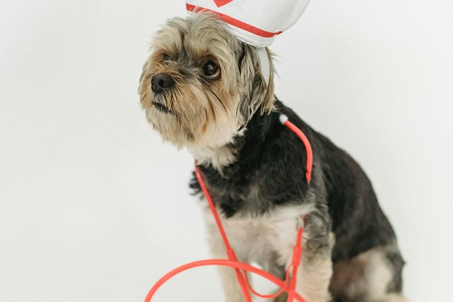 "Dog receiving treatment at vet clinic — protected by insurance"