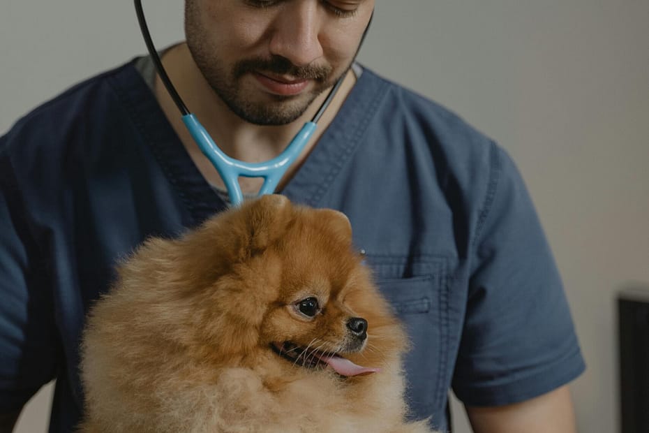 “Worried pet parent with a sick dog at vet—pet insurance for pre‑existing conditions 2025”