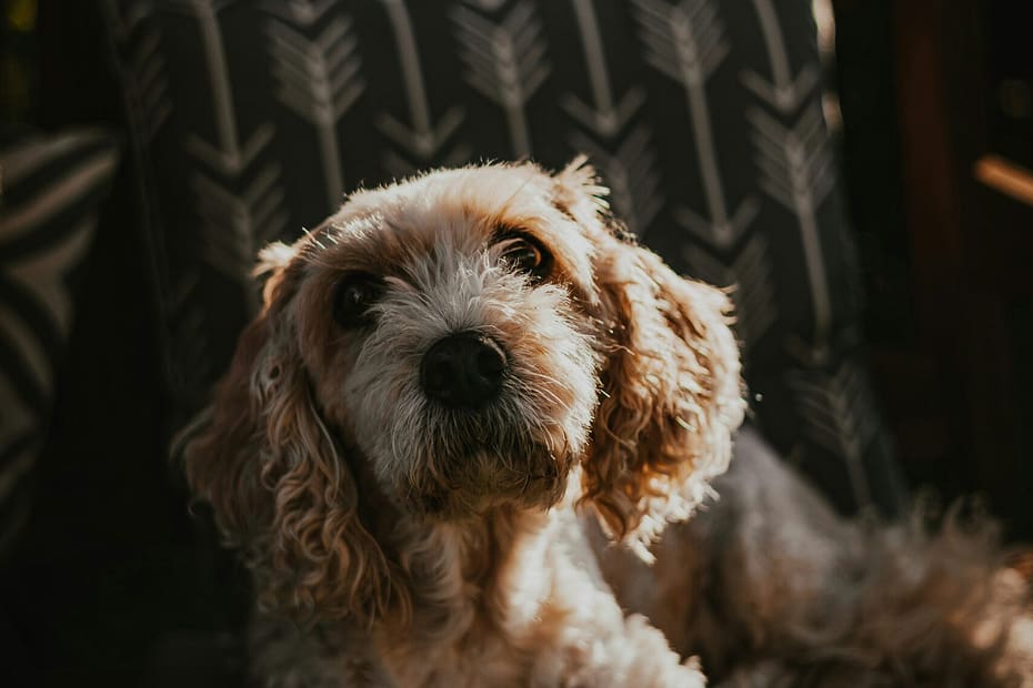 “Pet owner using telehealth vet app on phone at home”