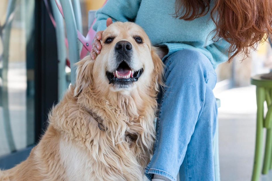Dog at the vet getting treatment covered by insurance